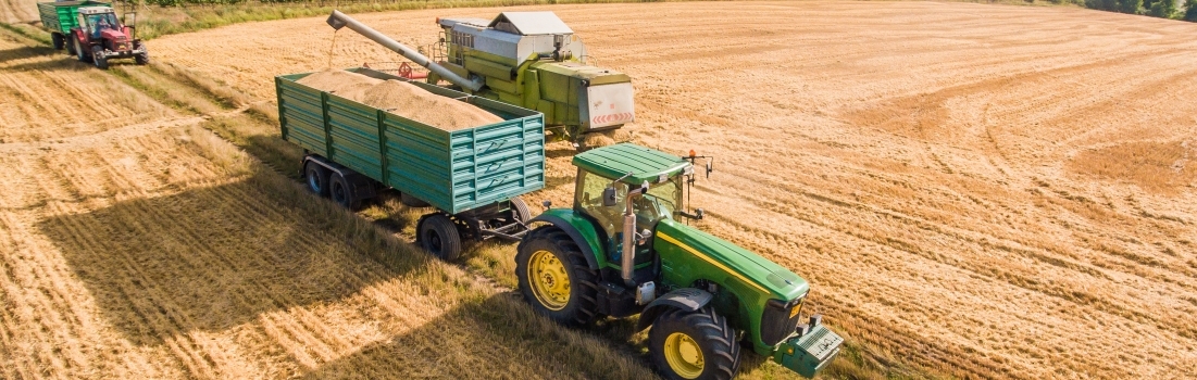 Combine harvester being loaded with grains