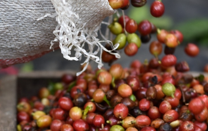 Coffee cherries being harvested